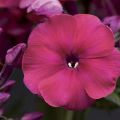 Floks Wiechowaty PEACOCK CHERRY RED