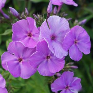 Phlox paniculata PURPLE WHITE DITOSTEM