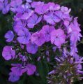 Floks wiechowaty PURPLE WHITE DITOSTEM