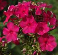 Floks wiechowaty TENOR