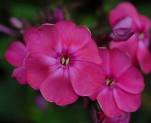 Flammenblume TENOR