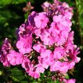 Floks wiechowaty TENOR