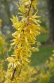 Forsycja Pośrednia GOLDEN TIMES
