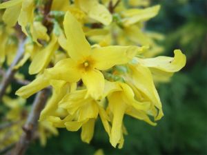 Forsythia Intermedia GOLDEN TIMES
