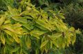 Forsycja Pośrednia GOLDEN TIMES