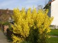 Forsycja Pośrednia LYNWOOD GOLD