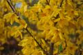 Forsycja Pośrednia LYNWOOD GOLD