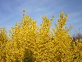 Forsycja Pośrednia LYNWOOD GOLD
