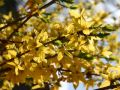Forsycja Pośrednia LYNWOOD GOLD