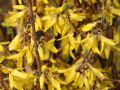 Forsycja Pośrednia LYNWOOD GOLD
