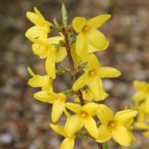 Forsythia Intermedia LYNWOOD GOLD
