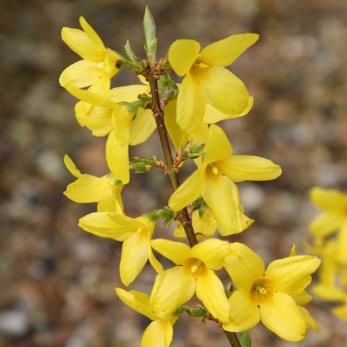 Forsythia Intermedia LYNWOOD GOLD