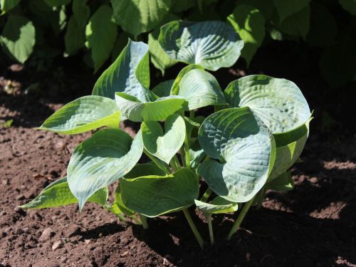 Hosta  ABIQUA DRINKING GOURD