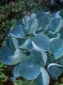 Funkia - HOSTA ABIQUA DRINKING GOURD