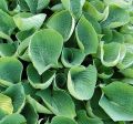 Funkia - HOSTA ABIQUA DRINKING GOURD