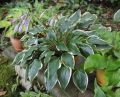 Funkia - HOSTA BOLD EDGER