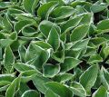 Funkia - HOSTA CRISPULA