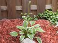 Funkia - HOSTA CRISPULA