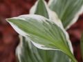 Funkia - HOSTA CRISPULA