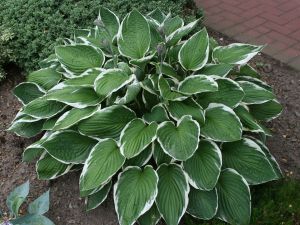 HOSTA CRISPULA