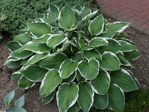 HOSTA CRISPULA