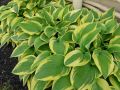 Funkia - HOSTA EMILY DICKINSON