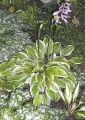 Funkia - HOSTA EMILY DICKINSON