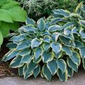 Funkia - HOSTA FIRST FROST