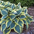 Funkia - HOSTA FIRST FROST