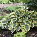 Funkia - HOSTA FIRST FROST