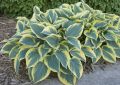 Funkia - HOSTA FIRST FROST