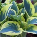 Funkia - HOSTA FIRST FROST