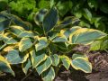 Funkia - HOSTA FIRST FROST