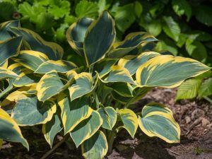 Hosta FIRST FROST