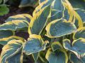 Funkia - HOSTA FIRST FROST