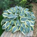 Funkia - HOSTA FIRST FROST