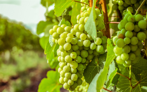 Weiße Weinrebe KRISTALY