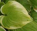 Funkia - HOSTA FRAGANT BOUQUET