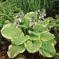 Funkia - HOSTA FRAGANT BOUQUET