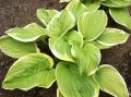 Funkia - HOSTA FRAGANT BOUQUET