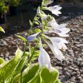 Funkia - HOSTA FRAGANT BOUQUET