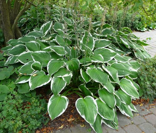 Hosta FRANCEE
