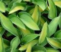 Funkia HOSTA GIPSY ROSE