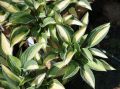 Funkia HOSTA GIPSY ROSE