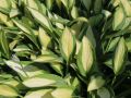 Funkia HOSTA GIPSY ROSE