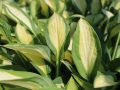 Funkia HOSTA GIPSY ROSE