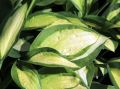 Funkia HOSTA GIPSY ROSE