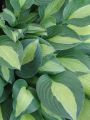 Funkia HOSTA GIPSY ROSE
