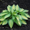Funkia - HOSTA JUNE
