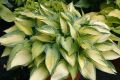 Funkia - HOSTA JUNE